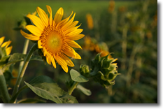 gratitude_sunflower