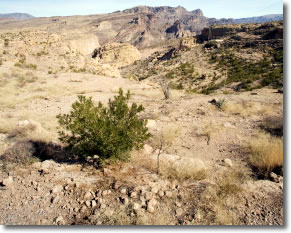 Creosote Bush