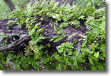 Resurrection Fern; image courtesy of the Nature Station