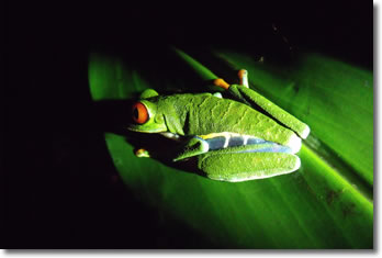 Red-eyed Tree Frog by Dionisio Paniagua