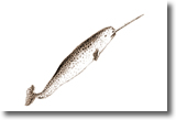 Narwhal