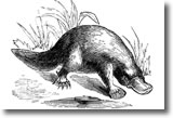 Duck-billed Platypus