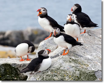 The Puffins of Eastern Egg Rock