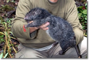 Bosavi Woolly rat, Photo courtesy of Bruce M. Beehler/AFP/Getty Images