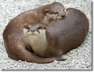 otters