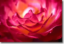 Blooming rose