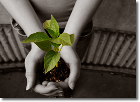 Growing plant in hand