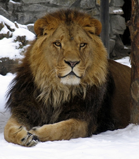 Aslan: The Lion Messiah