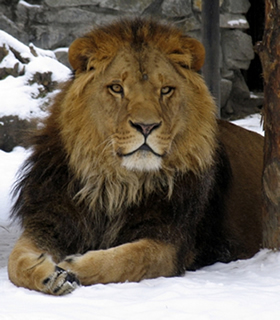 Aslan, The Lion