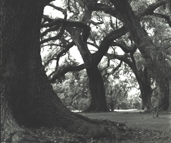 Tree Cross