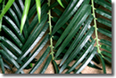 Palm Fronds